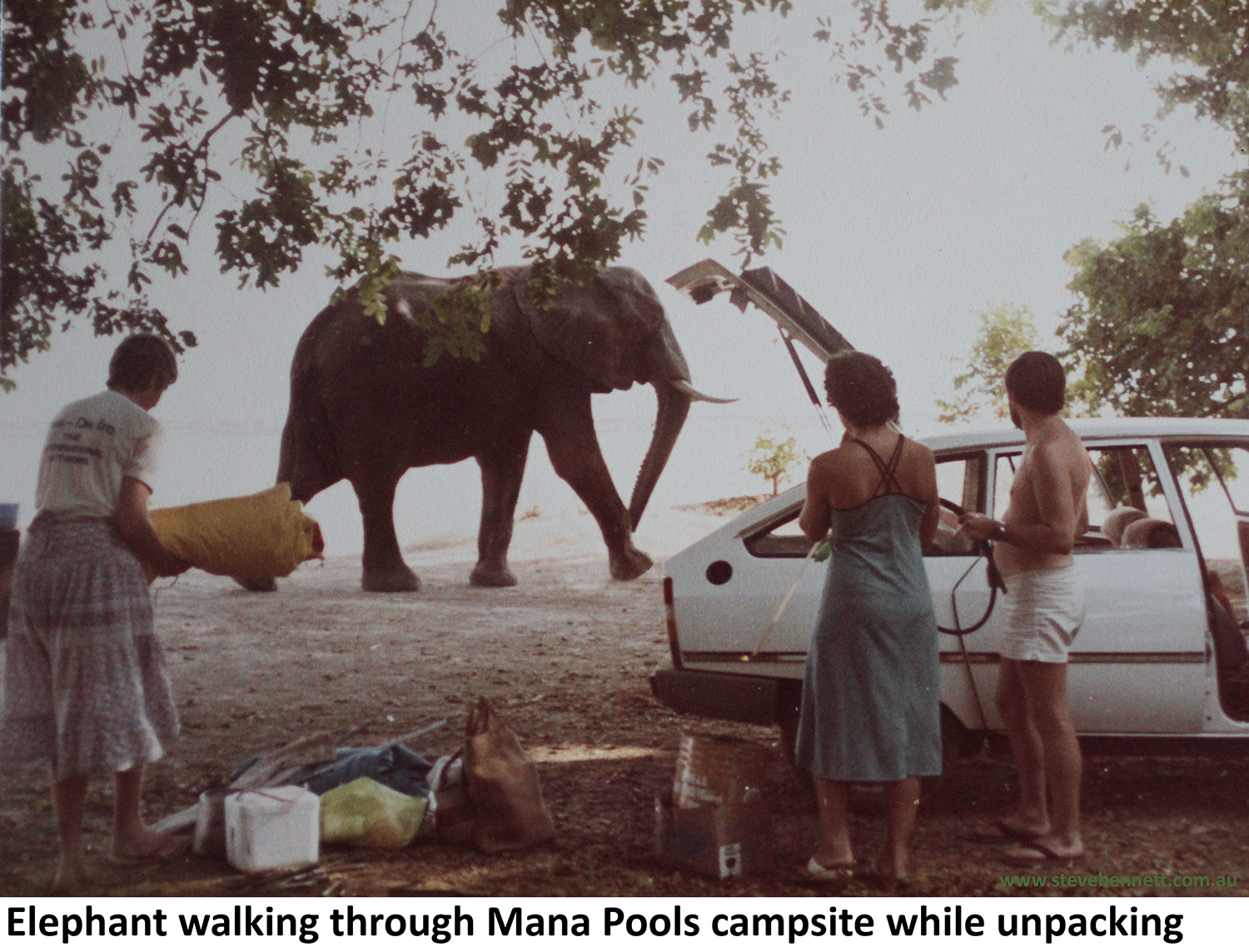 Elephant wandering through the unfenced campsite at Mana Pools while campers unpack their car
